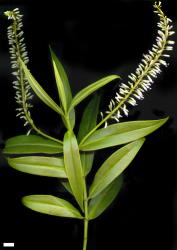 Veronica stricta var. stricta. Sprig from a narrow-leaved plant. Near Rangiwahia, Manawatu. Scale = 10 mm.
 Image: M.J. Bayly & A.V. Kellow © Te Papa CC-BY-NC 3.0 NZ